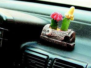 車里可以養(yǎng)花么