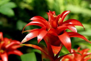 鴻運(yùn)當(dāng)頭花養(yǎng)花過程