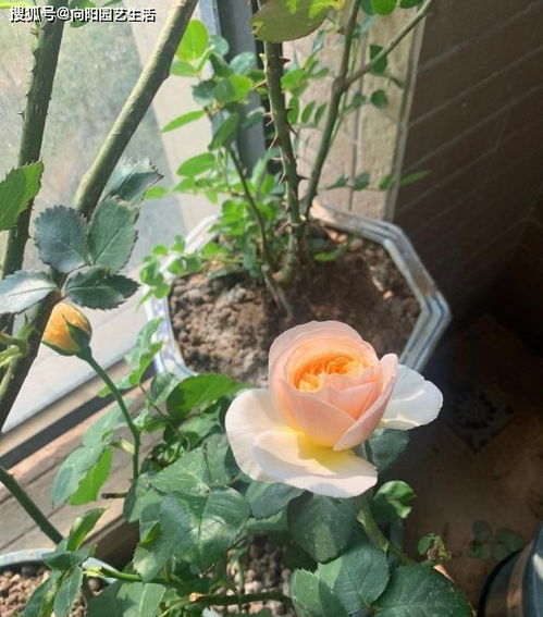 適合養(yǎng)花的有機肥都有哪些