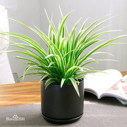 窗臺(tái)斜的怎么養(yǎng)花