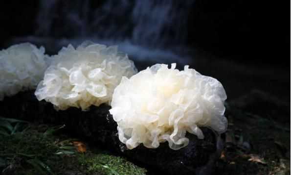 銀耳蓮子羹一周吃幾次，養(yǎng)生壺?zé)蹉y耳蓮子羹需要多長時(shí)間？圖3