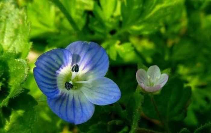 阿里花名字由來