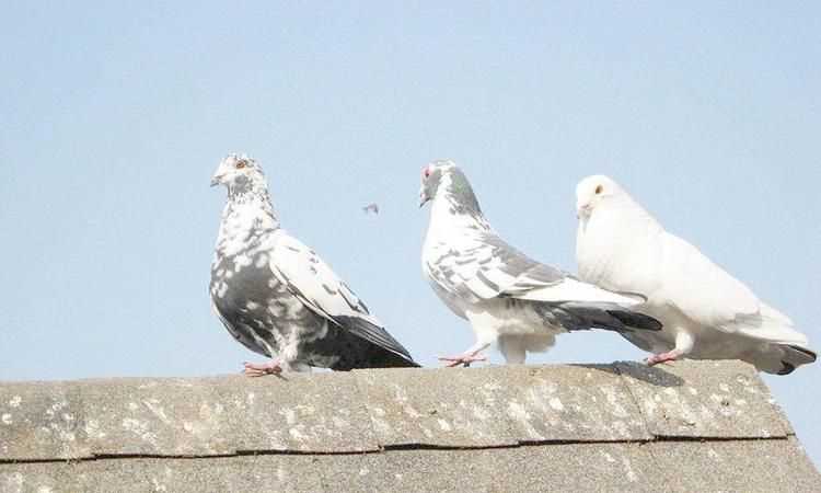 貓頭鷹、鵝、大燕、老鷹、鴿子哪些是既會飛又會游泳的動物