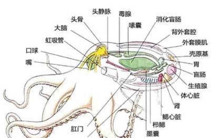 八爪魚怎么吃好吃哪里不能吃