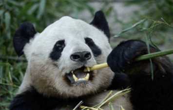 牙齒自修復是哪個動物,中國科學院金屬研究所發(fā)現(xiàn)什么的牙齒能夠?qū)崿F(xiàn)自修復圖1