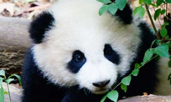 牙齒自修復是哪個動物,中國科學院金屬研究所發(fā)現(xiàn)什么的牙齒能夠?qū)崿F(xiàn)自修復圖2