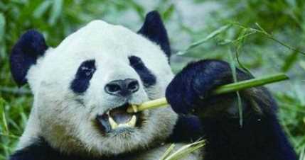 牙齒自修復是哪個動物,中國科學院金屬研究所發(fā)現(xiàn)什么的牙齒能夠?qū)崿F(xiàn)自修復圖4
