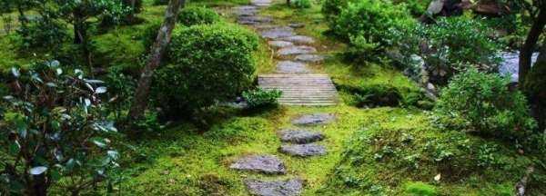 院子里長青苔怎么去除,院子里青苔怎么清除 院子里青苔的解決方法視頻圖6