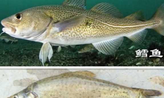 油魚和鱈魚的區(qū)別,油魚和鱈魚的區(qū)別圖片圖5