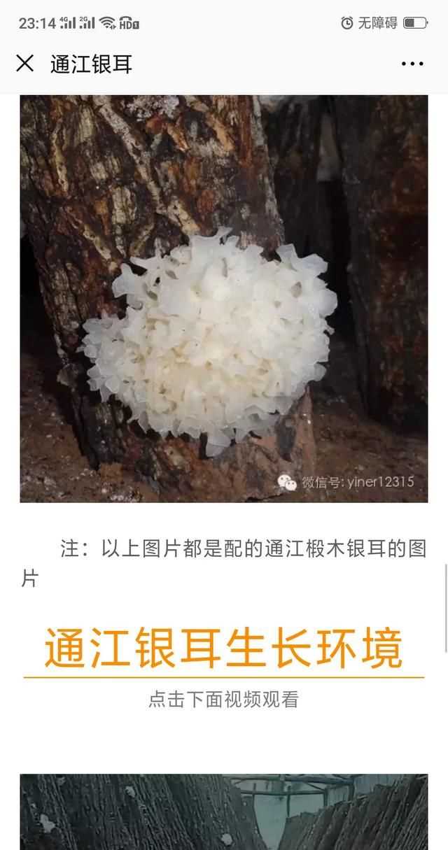 隔夜的白木耳能吃嗎，煮好的白木耳和蓮子放冰箱過夜能吃嗎？圖8