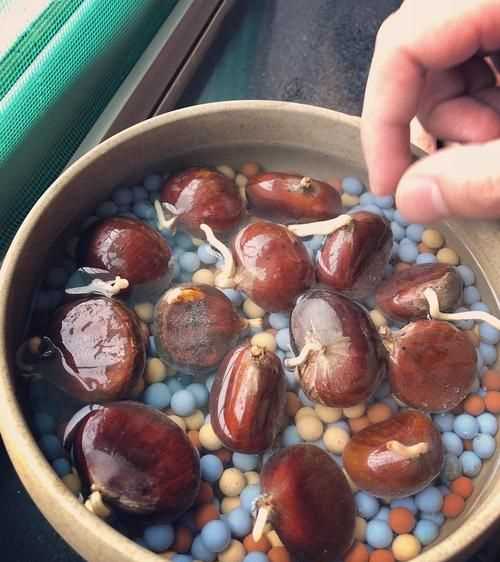 生板栗有點(diǎn)發(fā)芽的跡象，還能不能吃買的生板
