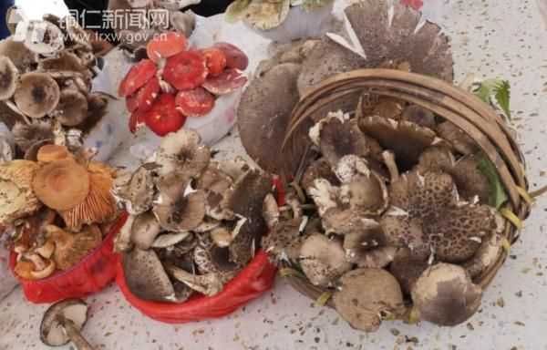 市場上常賣的菇類有哪些品種