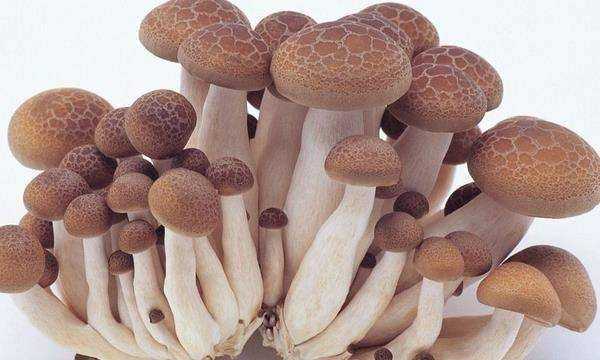 市場上常吃的蘑菇種類,常吃的20種蘑菇的種類圖片圖3