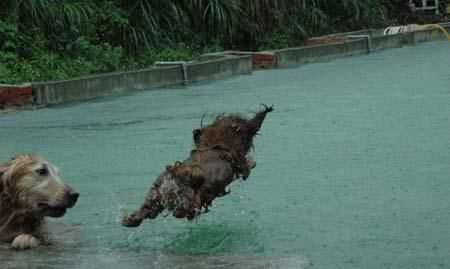 只怕雨水不怕風什么動物
