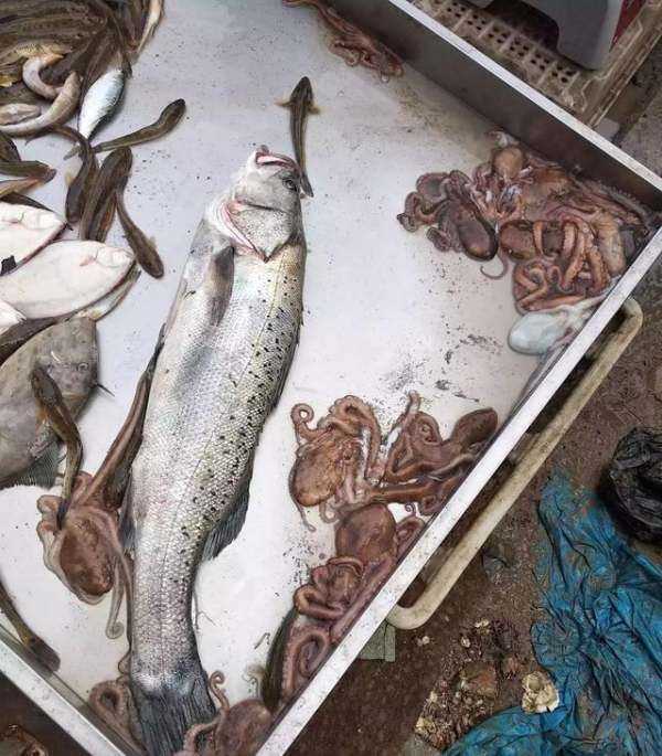 海鮮爆頭是什么東西,海邊有些漁民吃八爪魚動(dòng)不動(dòng)就是爆頭的圖1