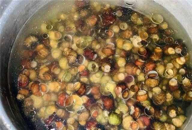 螺絲肉的功效與作用，螺絲肉怎么炒好吃？圖5