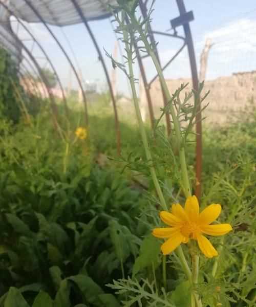 茼蒿開花了還能掐著吃嗎