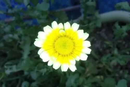茼蒿開花了還能吃嗎，茼蒿開花了還能掐著吃嗎？圖3