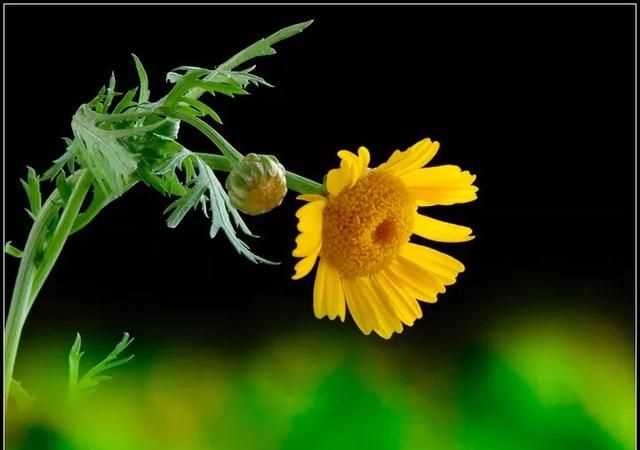 茼蒿開花了還能吃嗎，茼蒿開花了還能掐著吃嗎？圖5