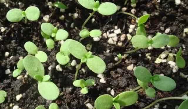 茼蒿開花了還能吃嗎，茼蒿開花了還能掐著吃嗎？圖7