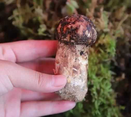野生松茸生長在什么地方