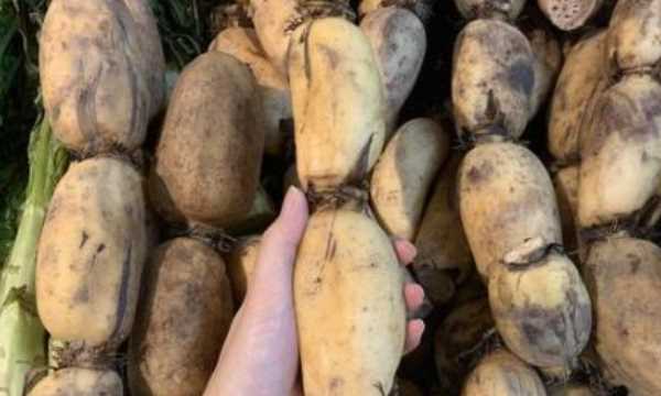 藕有幾個孔的區(qū)別,買藕時(shí)注意什么圖5