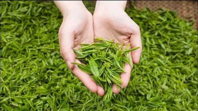 秋茶是什么意思，秋茶什么意思？圖3