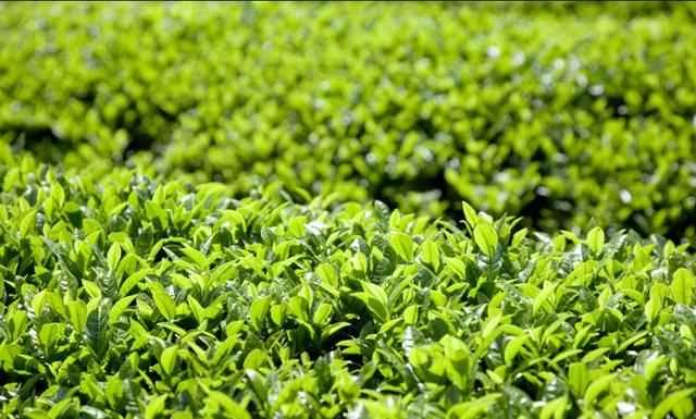 秋茶是什么意思，秋茶什么意思？圖4