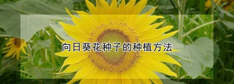 什么樹是靠風傳播種子