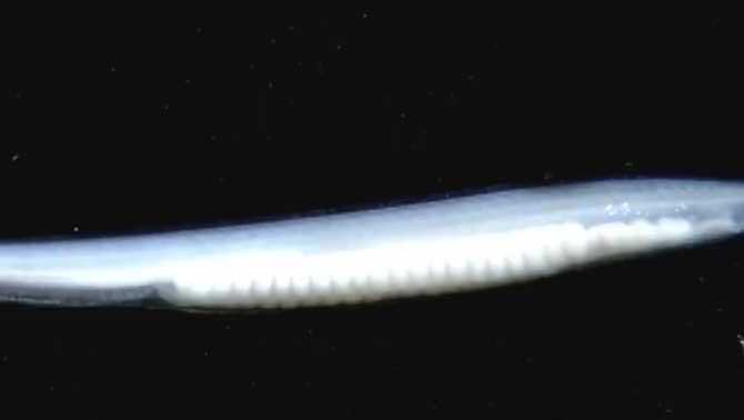 文昌魚(yú)和武昌魚(yú)的區(qū)別
