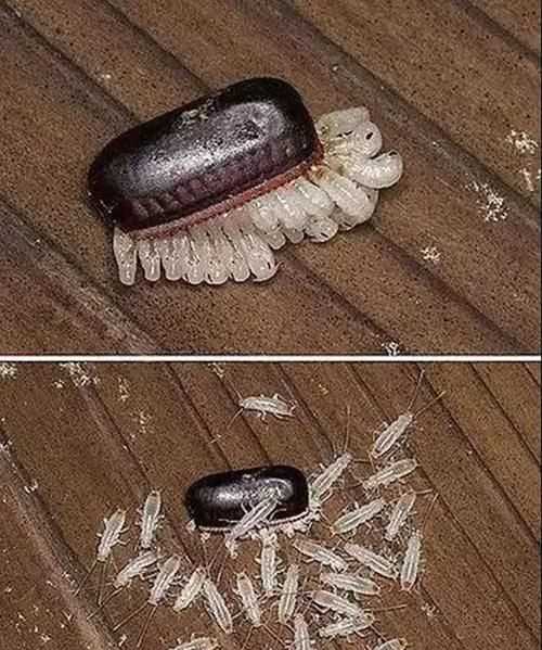 小強怕酒精消毒液嗎?