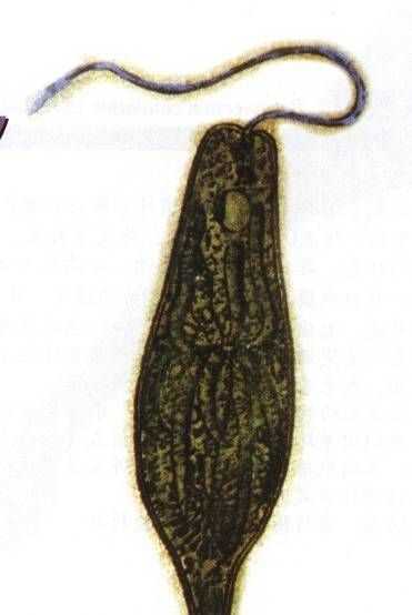 眼蟲是植物還是動(dòng)物
