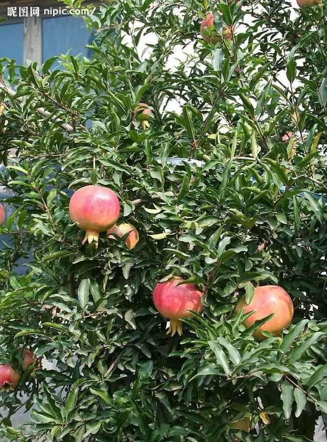 石榴籽有黑點(diǎn)能吃嗎，紅籽石榴怎么判斷好壞？圖2