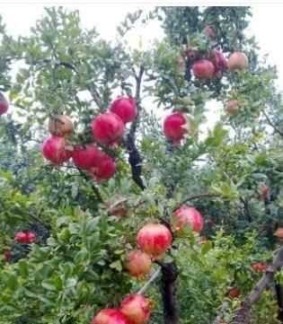 石榴籽有黑點(diǎn)能吃嗎，紅籽石榴怎么判斷好壞？圖3
