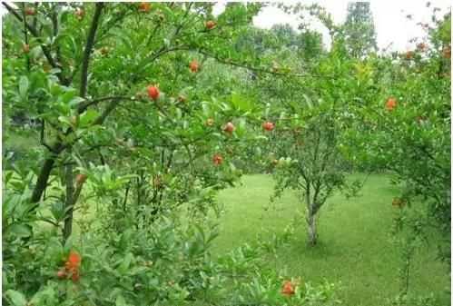 石榴籽有黑點(diǎn)能吃嗎，紅籽石榴怎么判斷好壞？圖4