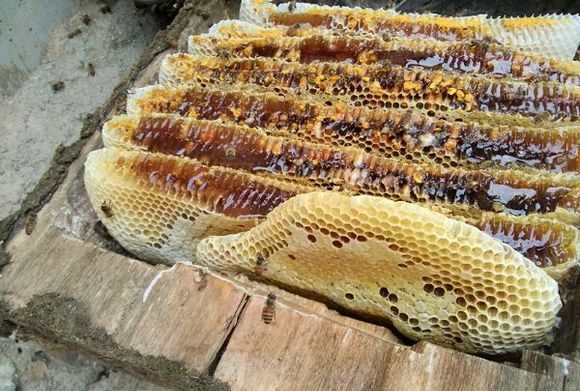 土蜂蜜帶苦味怎么回事,蜂蜜有點苦是怎么回事?圖3