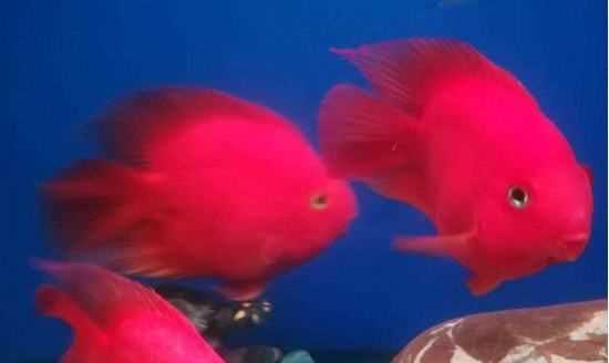 魚缸活性炭多久換一次,活性炭放魚缸多長時(shí)間換一次圖3