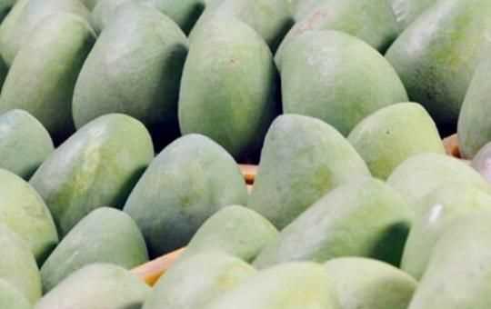 怎么判斷青芒熟沒(méi)熟，如何判斷大青芒果熟了？圖1