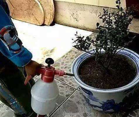 香蕉皮泡水幾天能澆花,香蕉皮泡水的泡多長(zhǎng)時(shí)間才能用來(lái)澆花圖7