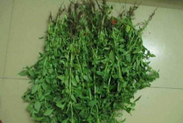 黃瓜荊芥怎么調,完美的黃瓜變蛋拌荊芥怎么做好吃又簡單圖3
