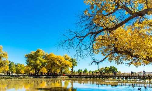 額濟納旗胡楊林在哪里額濟納旗旅游景點的賓館貴多少錢