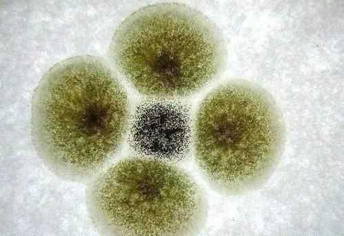 橘子上的霉斑屬于生物，判斷的依據(jù)是什么