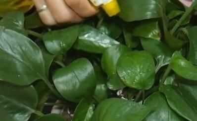 蒜頭發(fā)芽了還能吃嗎，蒜米生芽了還能吃嗎？圖4