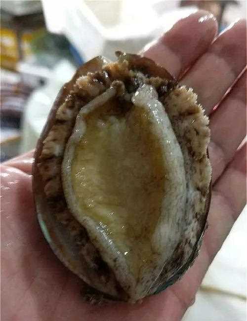鮮鮑魚怎么儲存才能時(shí)間更長