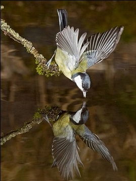 鳥照鏡典故