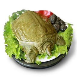 甲魚典故