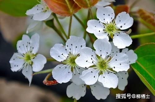 江城子密州出獵運用典故的句子是,江城子密州出獵運用典故希望得到重用,江城子密州出獵運用典故表達(dá)作者心系國家
