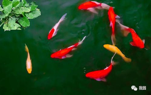 關(guān)于鯉魚的典故