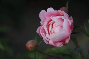 芍藥典故詩詞