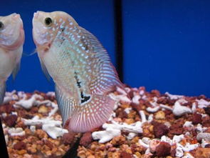 羅漢魚典故